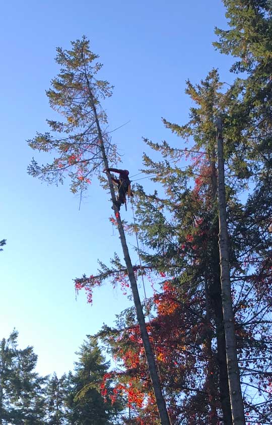 Goertz Tree Service