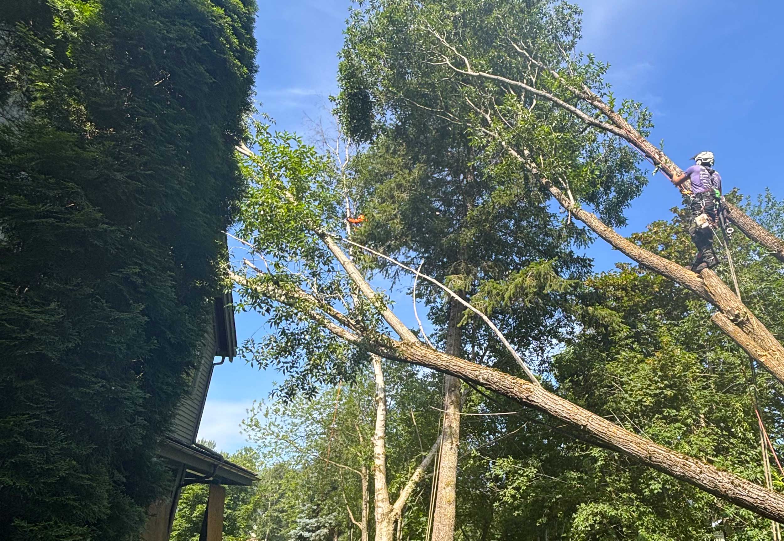 Goertz Tree Service emergency tree removal